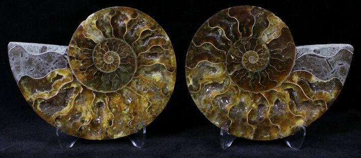 Polished Ammonite Pair - Million Years #20303